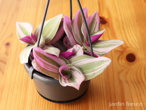 おしゃれなハンギングタイプ！観葉植物 トラディスカンチア ナヌーク 10.5cm吊り鉢 (203785)