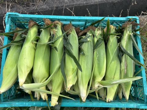 朝採りとうもろこし❗️　5本セット　糖度20%前後❗️