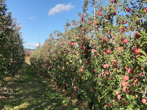 完熟サンふじ中玉５k箱（１５個～１６個）【贈答用】