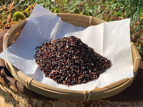 【福袋】からだ喜ぶ　しあわせ米の玄米あまざけと古代米の健康応援福袋