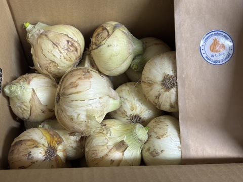 生で食べても甘い！と評判の新玉ねぎ『おしたま』5kg    M サイズ