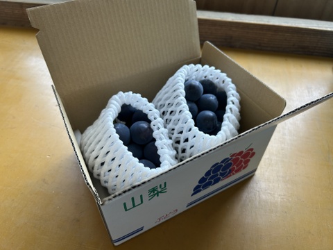 「食べチョクぶどうグランプリ2025」深みのある甘さ部門「銀賞」受賞
王のタイトルはダテじゃない！　甲斐キング（600g）