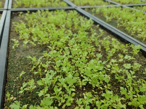 ハマる人続出！あっぱれセロリ(5kg 1株300g以上)