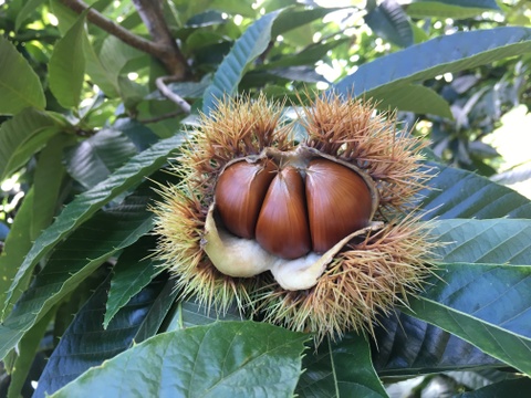 【ブランド栗！小布施栗】銀寄 生栗 約1kg 特大サイズ 無選別 小布施産 10月頃発送開始予定 #NMG00010