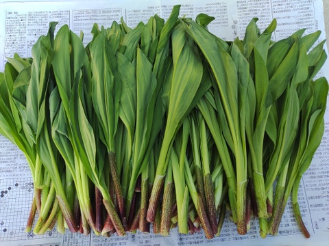 【2026年優先予約】！初物を優先発送(4月中旬)！太い行者にんにく2kg　「やわらか若葉」幻の山菜