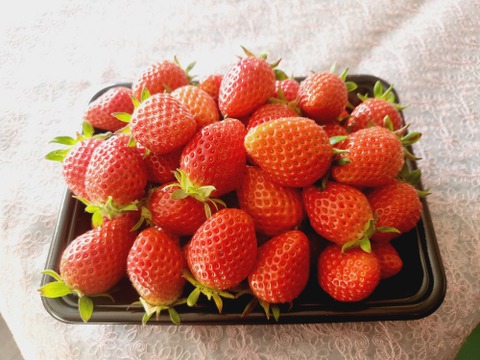 【1~3月予約】やよいひめ 500g 群馬県いちご品評会入賞お買い得価格(大きさ不揃い)