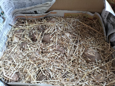 【自然栽培】　サトイモ（４ｋｇ）