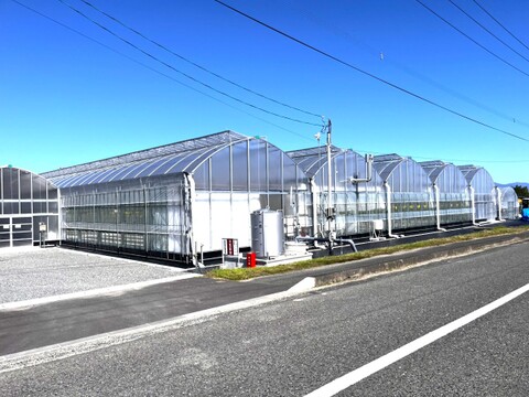 《高ビタミンC含有、酸味甘みのバランスが良い》　おいCベリー280g×2パック　佐賀県基山町産