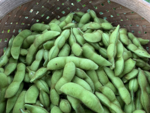 【自然栽培】枝豆 早生黒豆 たんくろう★農薬・肥料不使用｜黒大豆えだまめ