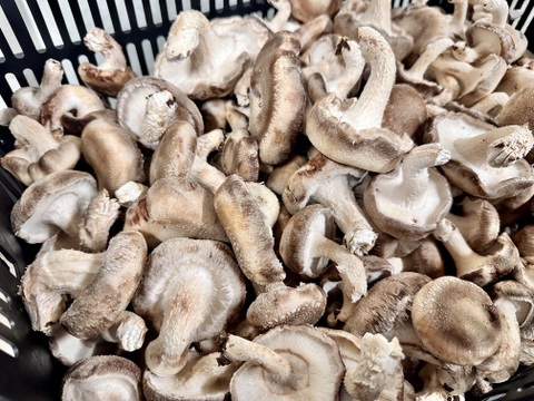 【お鍋にどうぞ】鮮度抜群！大小様々[超得]肉厚椎茸！