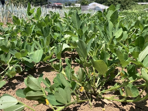 【ジャンボ生落花生】おおまさり　神奈川県秦野産1kg