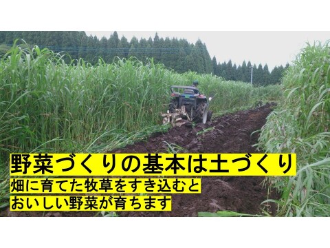 【値下げ】糖度の上がった寝かせじゃがいもスタート！おいしいと定評のある　じゃがいも　ニシユタカ　10ｋｇ　訳あり　2025年春産　訳ありたくさん出てお安めで　洗ってお届け　有機JAS　そのやま農園