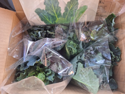 【大好評♫】テレビで紹介された　スティックブロッコリー（アレッタ）1200g (6袋分)” from 名水の里　神奈川県秦野市