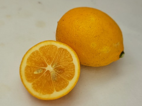 箱込約5㌔　マイヤーレモン 輸入品と違う鮮度！ワックス、防カビ剤不使用！フレーバな香りとあふれ出す果汁！