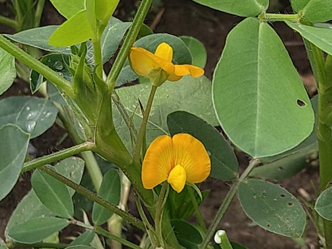 茹でておいしい。味のよい半立系の生落花生です。自然栽培の生落花生１kg　化学肥料・動物由来の肥料、農薬も除草剤も不使用です。
ちょっと小粒です。泥付きなので、洗ってから調理を！