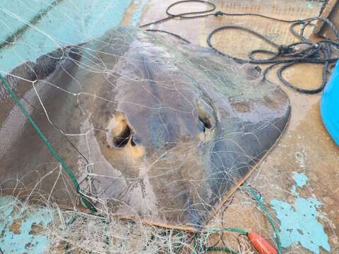 【30％OFF販売中】エイヒレ2kg アカエイ 真空冷凍 急速冷凍 おつまみ 刺身 煮つけ ホンオフェ 赤魟鱼 魟鱼 / 魔鬼鱼 홍어