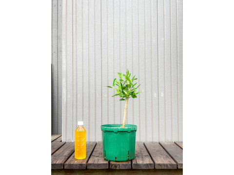 オリーブ 鉢植え ネバディロブランコ｜育てやすい シンボルツリー・盆栽にも最適　18