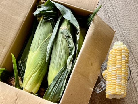 生でも食べられるとうもろこし（ドルチェドリーム）　6本入り　朝どれ