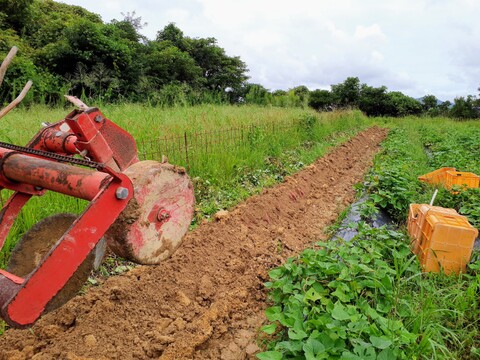 絹の様な滑らかさ！サツマイモ「シルクスイート」1.5kg