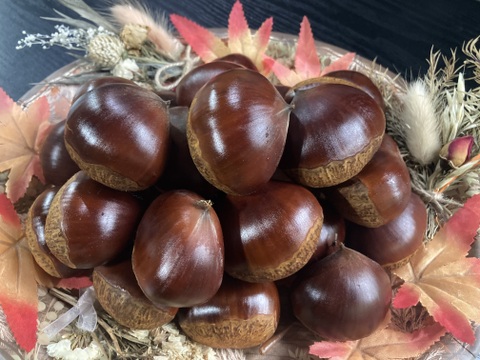 丹波くり　晩生 「岸根」 希少4Lサイズ 約1kg（本州のみ）②