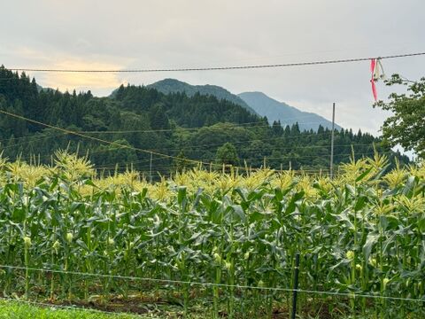 ミルクのように白くまろやかな風味！【白いおおもの】5本