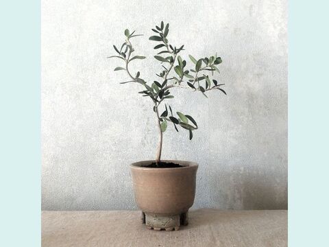 【ギフトにも◎】種から育てた南アルプスのオリーブ盆栽（PS228）
