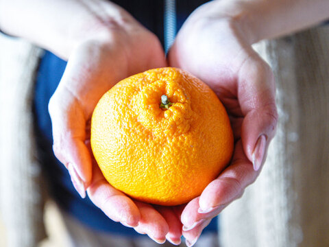 【先着5名様限定】伊藤農園 認定農家さんの完熟 木成り 特選不知火(デコポン同品種) 大玉12個入【2月中旬より発送予定】322-kmd12