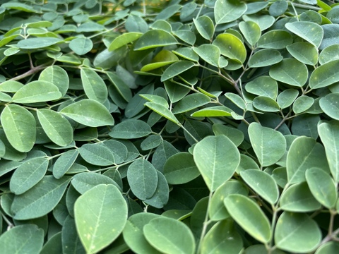 奇跡の植物✨モリンガ❗️【50g】生の葉🌿栄養満点スーパーフード❗️