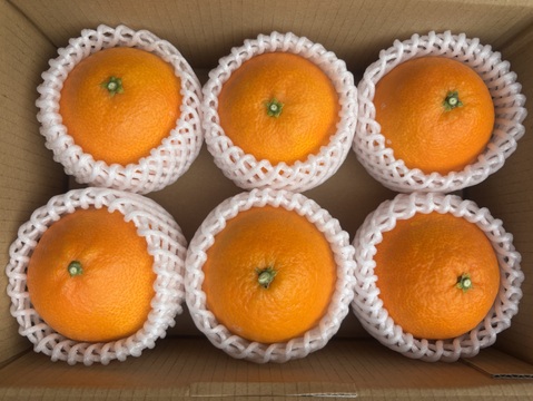 【化粧箱6個入　まどんな　 愛媛県産　ゼリーのような食感　愛果28号　除草剤使用無 万田酵素散布】