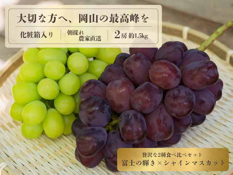 お中元 お盆 シーズンにお届け可能 幻の希少品種 富士の輝き　× 人気No.1 シャインマスカット  詰め合わせセット　1.5キロ以上お入れ致します