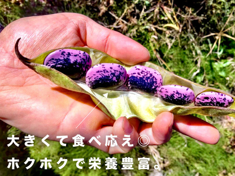 令和４年 ホックホクな紫花豆は煮豆がおいしい！【300g】【大粒だけの特選】