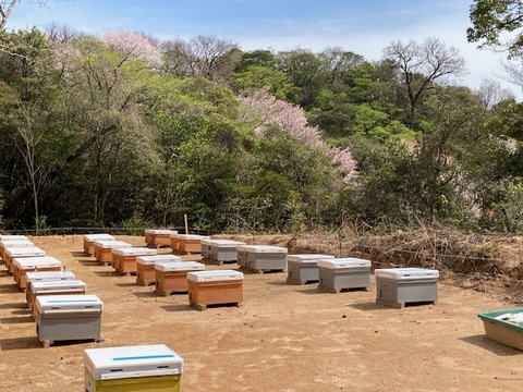 先着100名様に120gおまけ付き!!春限定ハチミツ『天使のしずく』