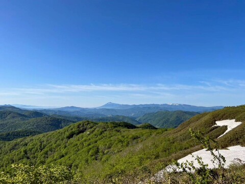 【太くて旨い】月山竹/すずこ/根曲がり竹/チシマザサ/標高800m以上の高地採取もの/並～中太【2kg】
