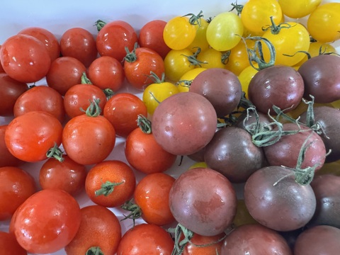 【食べ比べセット】カラフルミニトマト1Kg