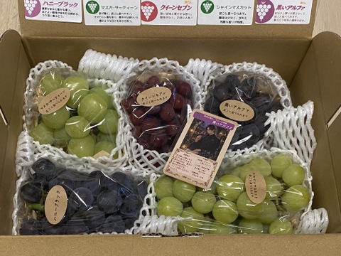 ☆9/11-20発送分☆【ご家庭用4～6房】ぶどう食べ比べセット（品種
