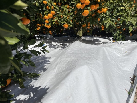 [発送開始！愛媛県産]みかん　家庭用 5kg