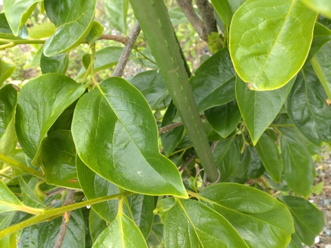 柿の葉茶に♪柿の葉10枚☆農薬、除草剤、化学肥料不使用☆自然栽培🌿柿の葉寿司、天ぷらなどにも 🏣ゆうパック