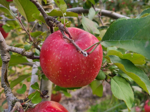 りんごの代表格！ サンふじ 3kg(7～12玉)自家用(訳あり品)  信州安曇野産りんご