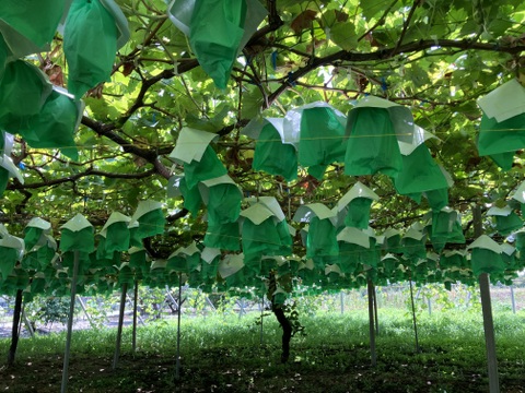 食べチョク登録記念
2025年限定山梨県産ゴールドシャインマスカット入りシャインマスカット約1.1kg~1.2kg　【ご家庭用訳あり】最終になります。美味しい食べ方や保存の仕方を同封します!