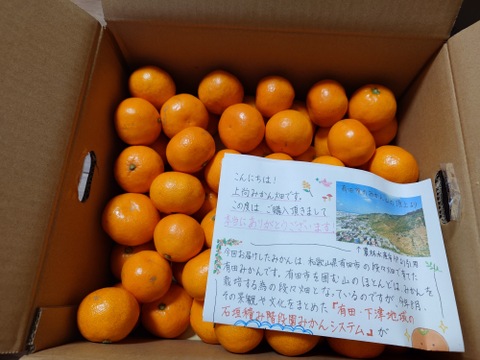 有田みかん【小粒小玉】5kg（箱込）