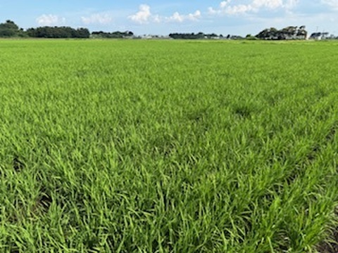 令和7年度　新米　あさひの夢 事前予約開始しました！！