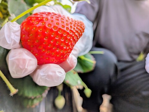 栃木県産とちあいか！たっぷり約1kg！規格外のため格安！甘くて酸味が少ない品種です！