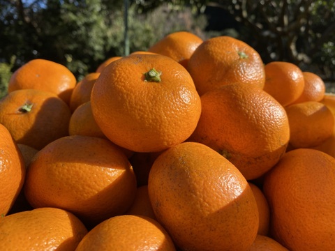 The citrus【AOSHIMA】青島みかん 約2kg