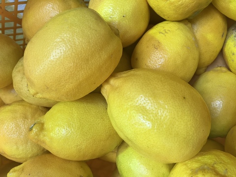 レモンの王様◆璃の香レモン◆農薬不使用◆2kg