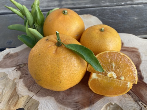【果汁たっぷり！】知多半島産オレンジ系柑橘1㎏