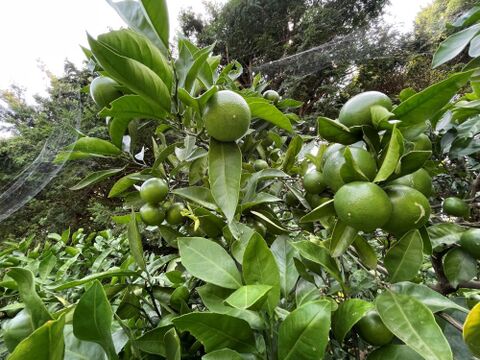 香り爽やか❗安心して皮ごと使える摘果青みかん２ｋｇ ￥1100：神奈川県産のみかん・柑橘類｜食べチョク｜産地直送(産直)お取り寄せ通販 -  農家・漁師から旬の食材を直送