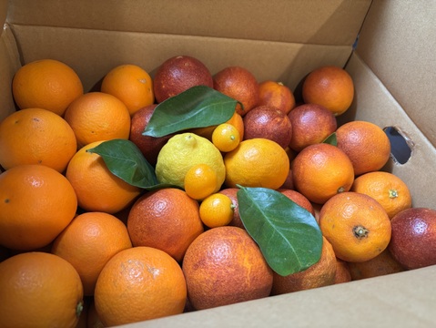 【ブサ皮】ブラッドオレンジ   約5kg