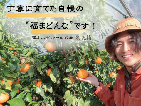 【とろけるゼリー食感】完熟ハウス 福まどんな《ご家庭用 2kg》｜サイズ混合｜愛媛・西宇和産