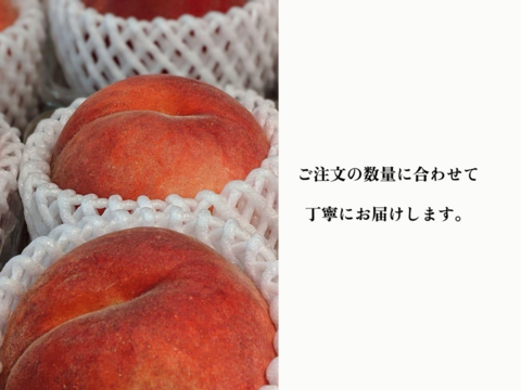 【2027年発送】【かため桃】【朝どれ】かたくても甘い桃好き必見！硬めの桃のリレーが楽しめる！4kg 約8~14玉