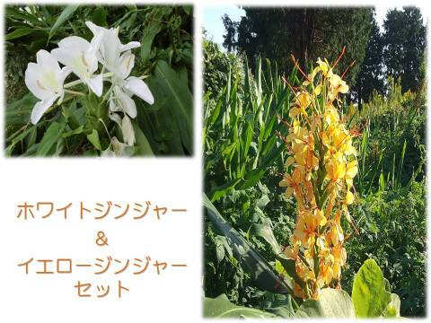 【特大ポット】ジンジャー２色植え　ホワイト＆イエロー　28～30cmポット